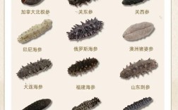 哪些海参品种最差？
