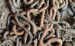 养殖蚯蚓品种怎么选？