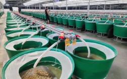 蚂蟥养殖技术视频有哪些关键要点？