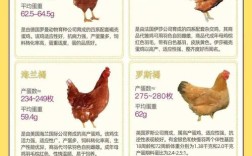 产蛋鸡的种类有哪些品种