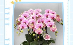 如何准确鉴别蝴蝶兰品种？