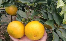 爱媛柑橘哪个品种更好？