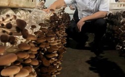 工厂化茶树菇种植技术如何实现高效稳定？