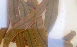 哪种蚂蝗品种价值最高？