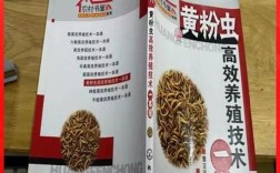 黄粉虫高效养殖技术有哪些关键要点？