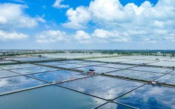 螃蟹池塘养殖技术视频，如何高效养殖？