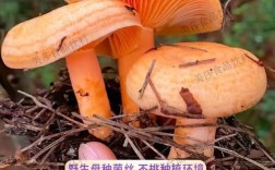 野生蘑菇能人工种植吗？技术难点在哪？