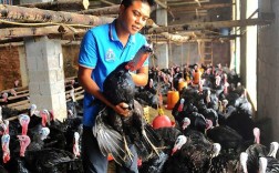 广西火鸡价格最新行情如何？