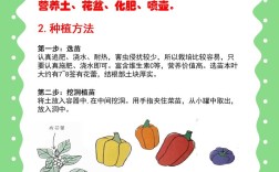 辣椒冬天怎么种植技术