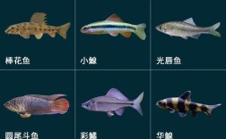 新手家里养什么淡水鱼好？