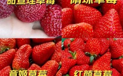 草莓也有不红的品种？