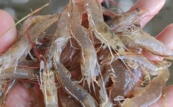 网箱养殖南美对虾技术要点有哪些？