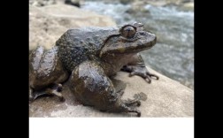 石蛙养殖技术完整版，关键要点有哪些？