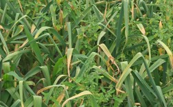 大蒜种植如何高产？视频技术有哪些要点？