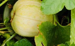 东北露地香瓜怎么种才高产？