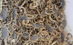 甘肃天水秦安蝎子品种有何独特之处？