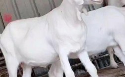 多羔的山羊有哪些品种