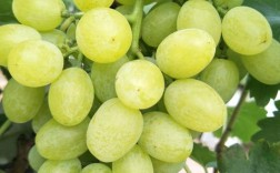 维多利亚葡萄，口感与种植特性如何？