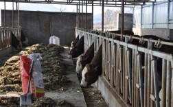 山东哪里养牛技术领先？