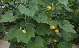 红南瓜怎么种？附图片看技巧！