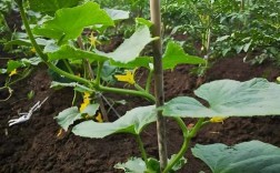 自家黄瓜咋种好？视频教你关键技术！