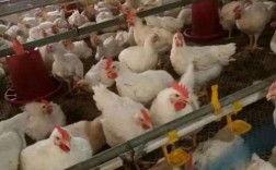 817鸡苗价格为何持续低迷？
