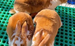 2025年獭兔价格会涨还是跌？