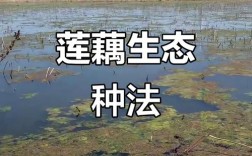 莲藕种植技术有哪些关键要点？