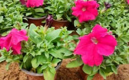 矮牵牛有哪些常见品种？