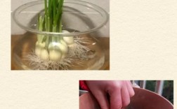 北京春季大蒜种植技术要点有哪些？