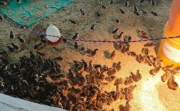 2025珍珠鸡市场价会涨还是跌？