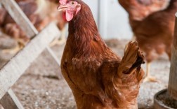 什么品种母鸡易孵蛋？