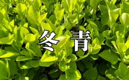 冬青有哪些常见品种？