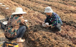 冬季大棚秸秆种菜，技术要点有哪些？