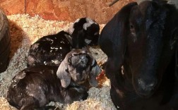 青岛波尔山羊种羊价格多少钱一只？