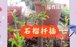 夏天扦插石榴，怎样提高成活率？