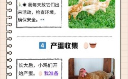 育雏鸡的饲养管理技术