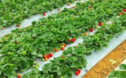 草莓大棚种植技术有哪些新突破？