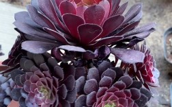 法师多肉品种铜壶法师