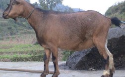 古蔺马羊养殖技术视频能解决新手哪些养殖难题？关键技术点有哪些？