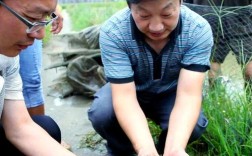 泥鳅稻田养殖技术有哪些要点？