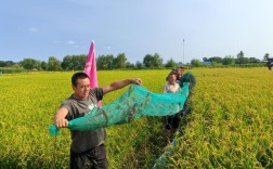 稻田改养虾，技术关键点在哪？