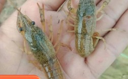 养小龙虾需掌握哪些核心技术？