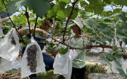 葡萄高产栽培技术视频有哪些关键要点？