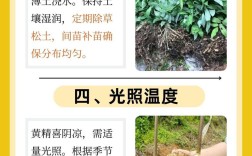 黄精种植亩产究竟有多少？