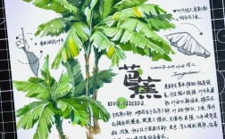 芭蕉种植技术有哪些关键点？