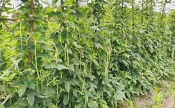 冬季豆角怎么种？视频教你关键技巧！