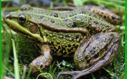 青蛙养殖周期一般多久？