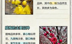 腊梅国际登录品种是哪四个？