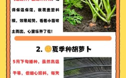 红罗卜何时种？技术要点有哪些？